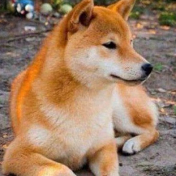 Meet your Posher, Samantha - Picture 1 of 1